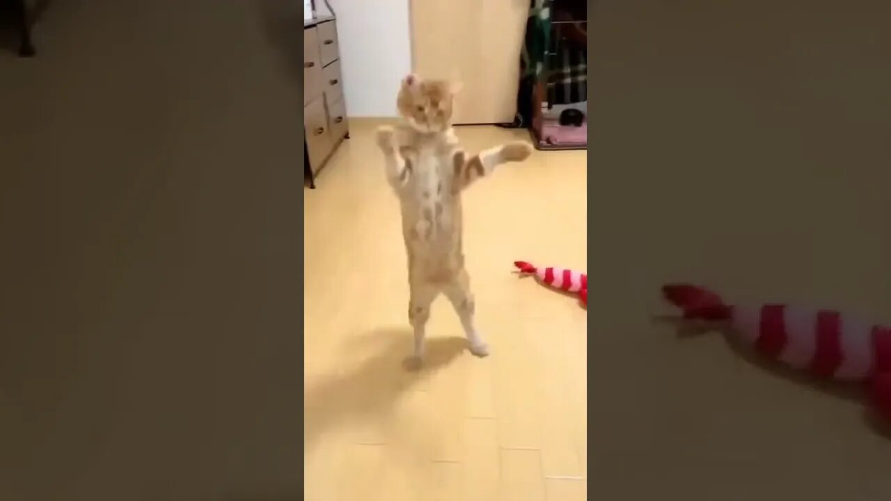 cute cat 😸😺 funny moment 🤣😭😍#shorts #tiktok #cat