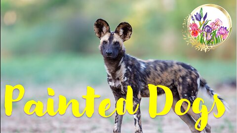 Wild Painted Dogs