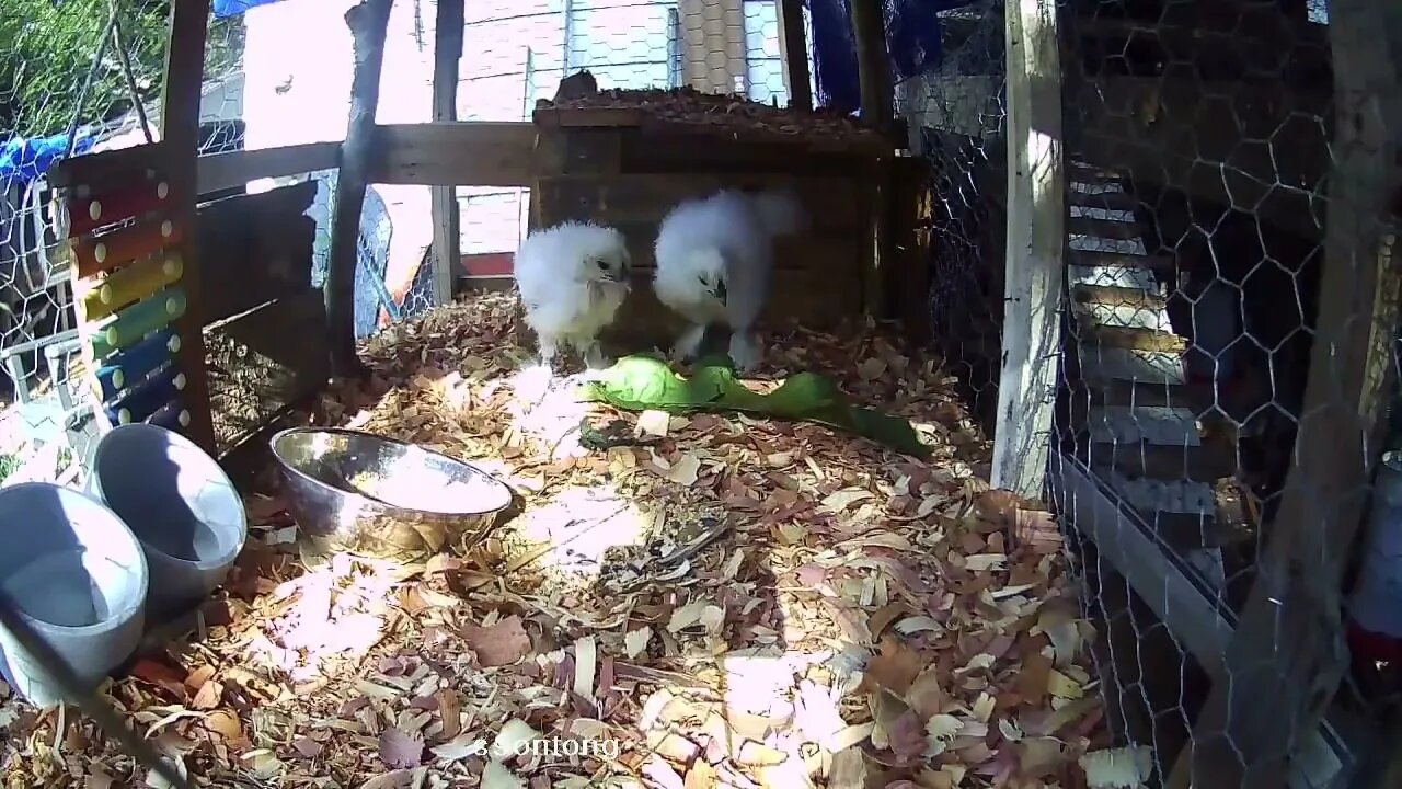 Silkie chicks eating Curly Dock