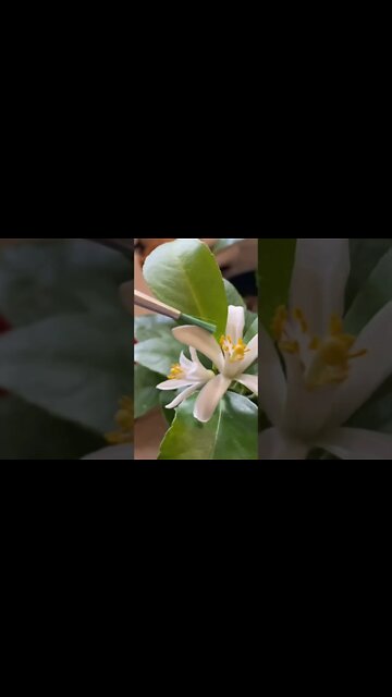 Indoor pollination of a Myers Lemon 🍋 Gardening Tip 🍋