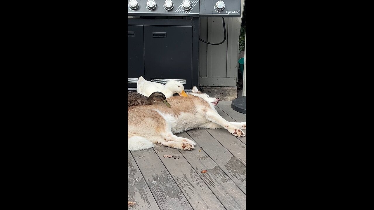 Ducks are grooming a sleeping Husky!