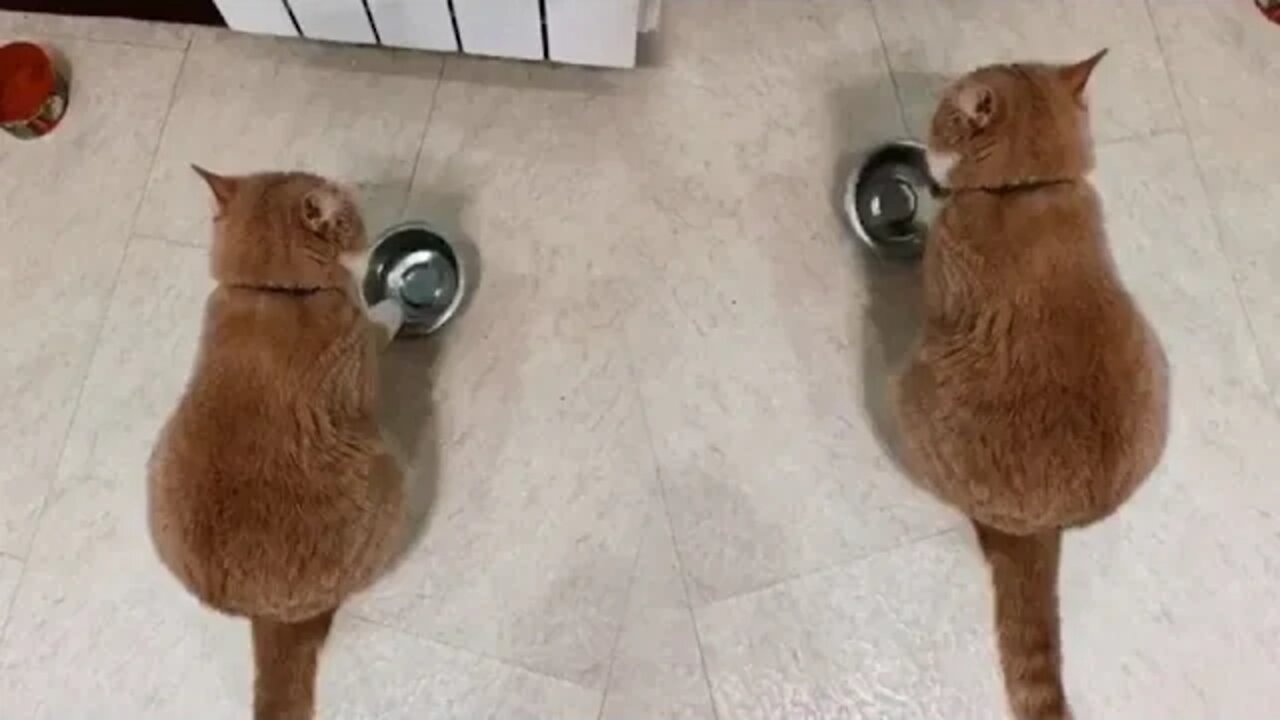 A cat who knocks bowls when hungry