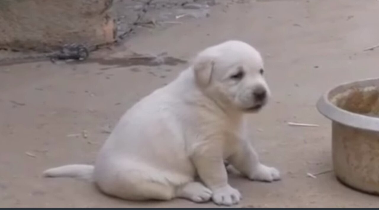 Funny puppy shouting like cock