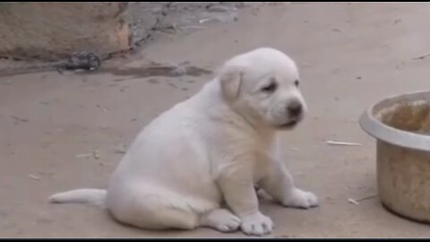 Funny puppy shouting like cock