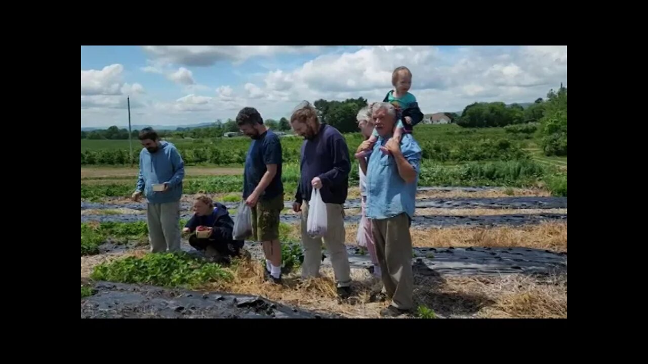 Picking Strawberries With the Family