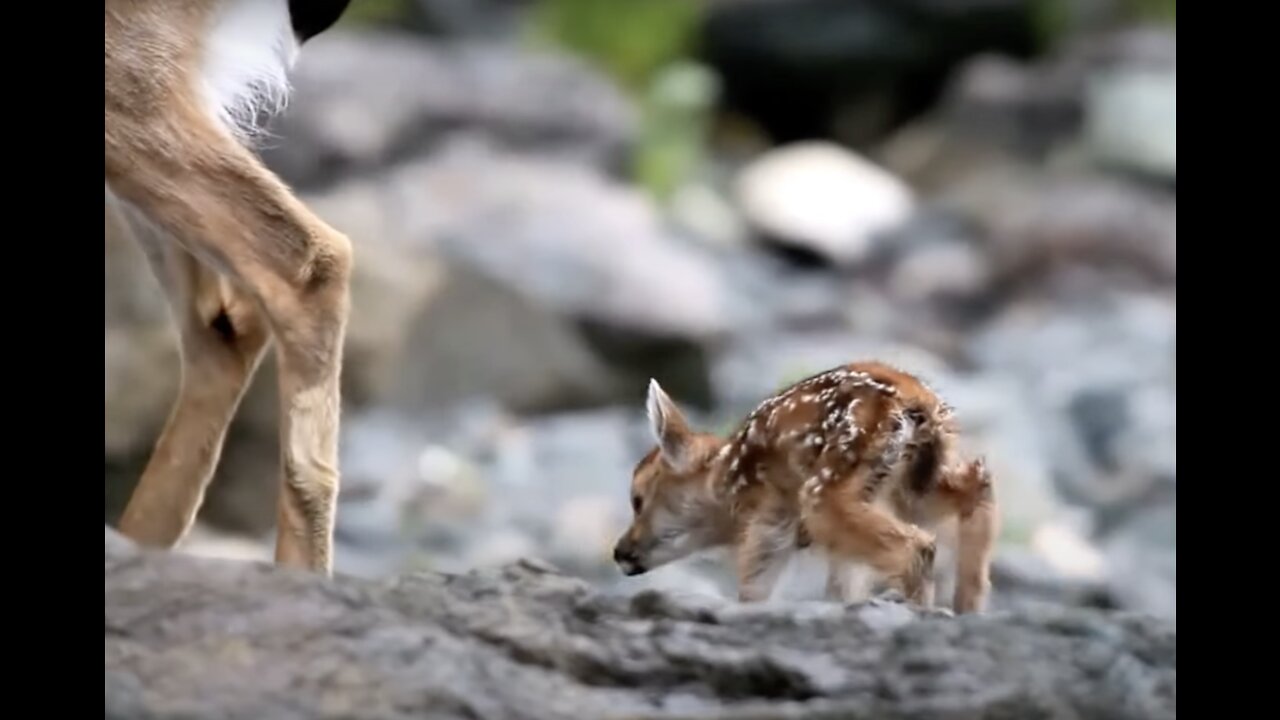 Deer are Cuter than you Think!