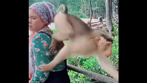 monkey kicks lady funny video;xxxxxd