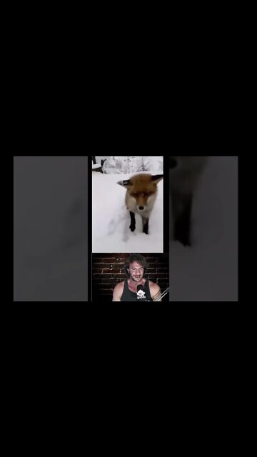 Feeding a fox. What could go wrong? #shorts