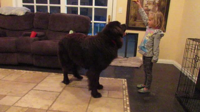 Huge dog loves playing with little girl