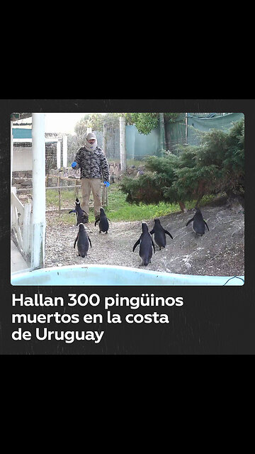 Aparecen cientos de pingüinos muertos en la costa de Uruguay