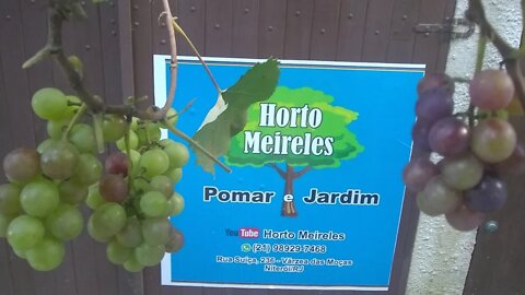 Veja como cuidar da parreira de uva para ter uma maior produção com simples cuidados