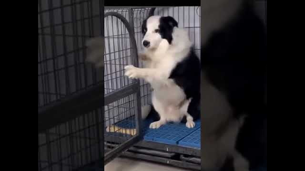 Funny Dog Videos Creative Commons | No Copyrights