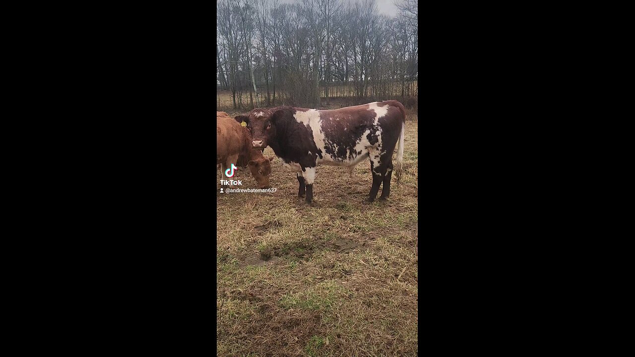 Shorthorn bull chilling.