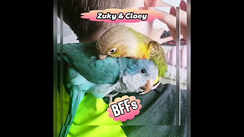 Zuky, the #greencheekconure and Cloey the ##quakerparrot getting along