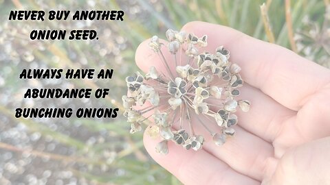 Save Money Gain Freedom: How To Save Bunching Onion Seeds