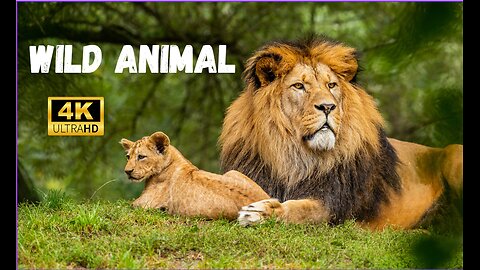 WILD life 4K-very relaxing wild animal video