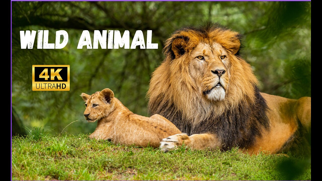 WILD life 4K-very relaxing wild animal video