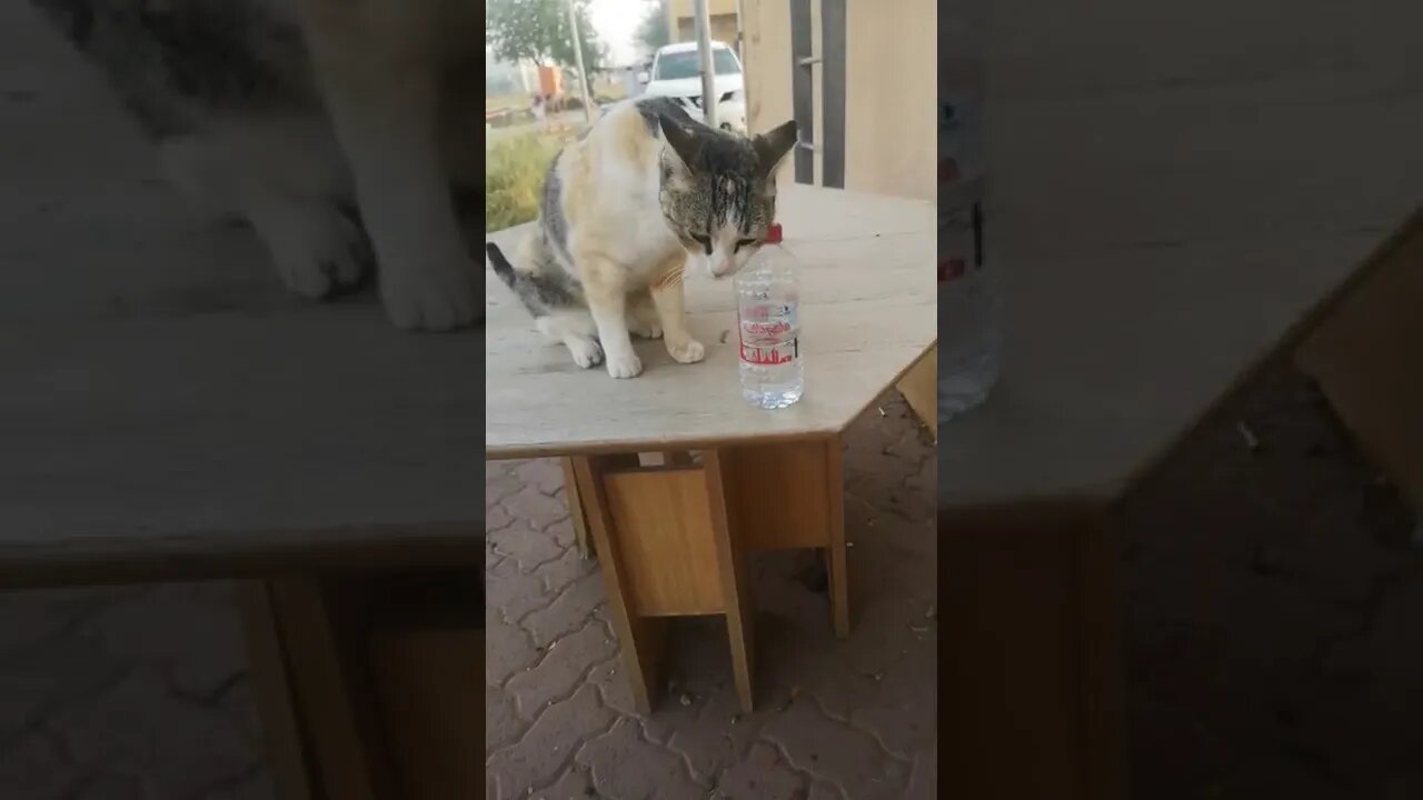 Animal rescue - ReRe a Stray Cat Playing with water Bottle