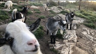 Barnyard Animals say Good Morning