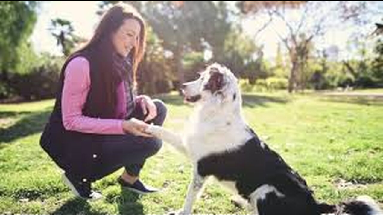 5 Dog Training Exercises At home