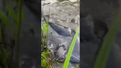 FISH FRENZY!!!