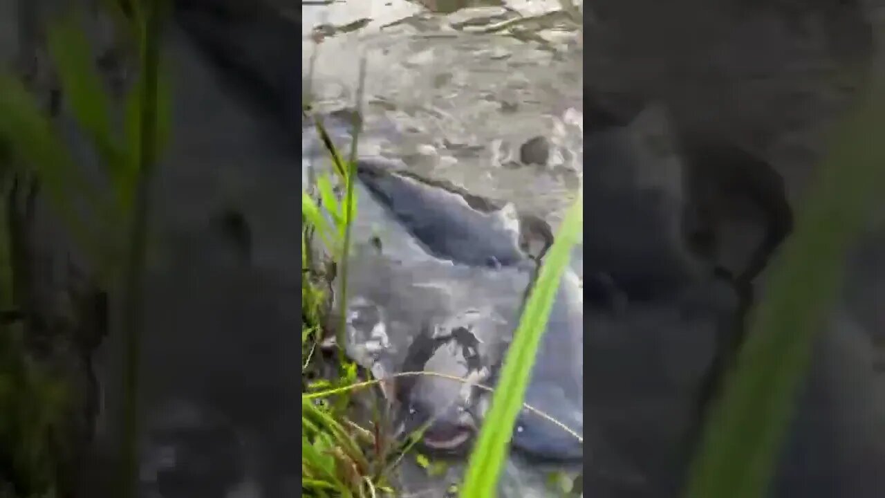 FISH FRENZY!!!
