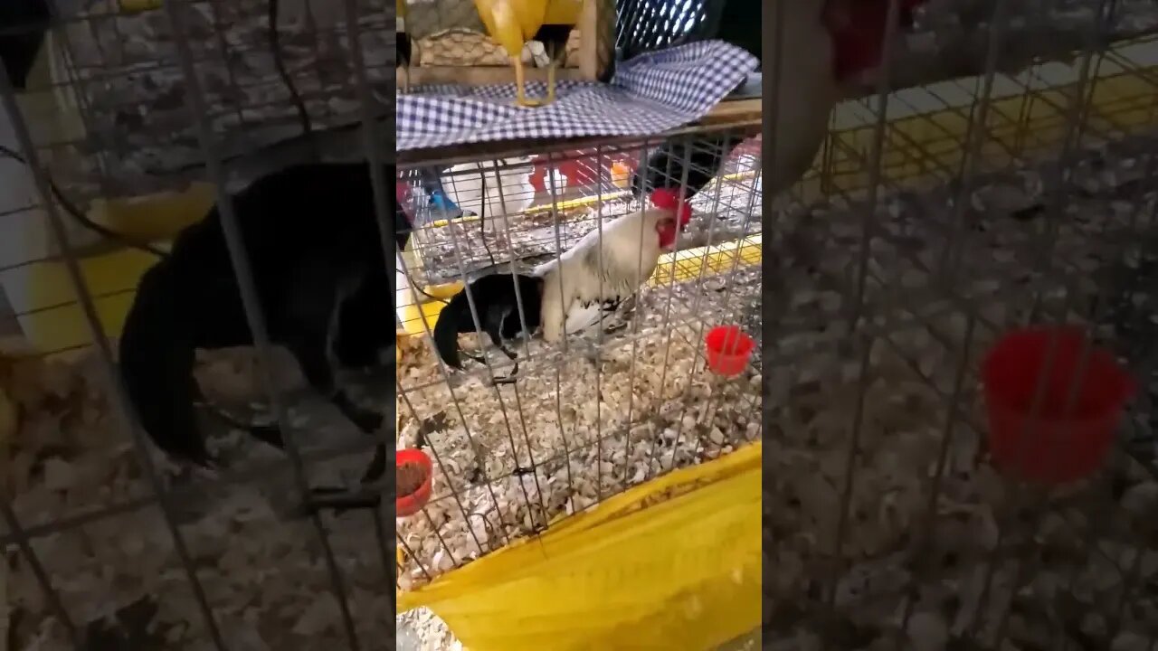 Nice 🐓!