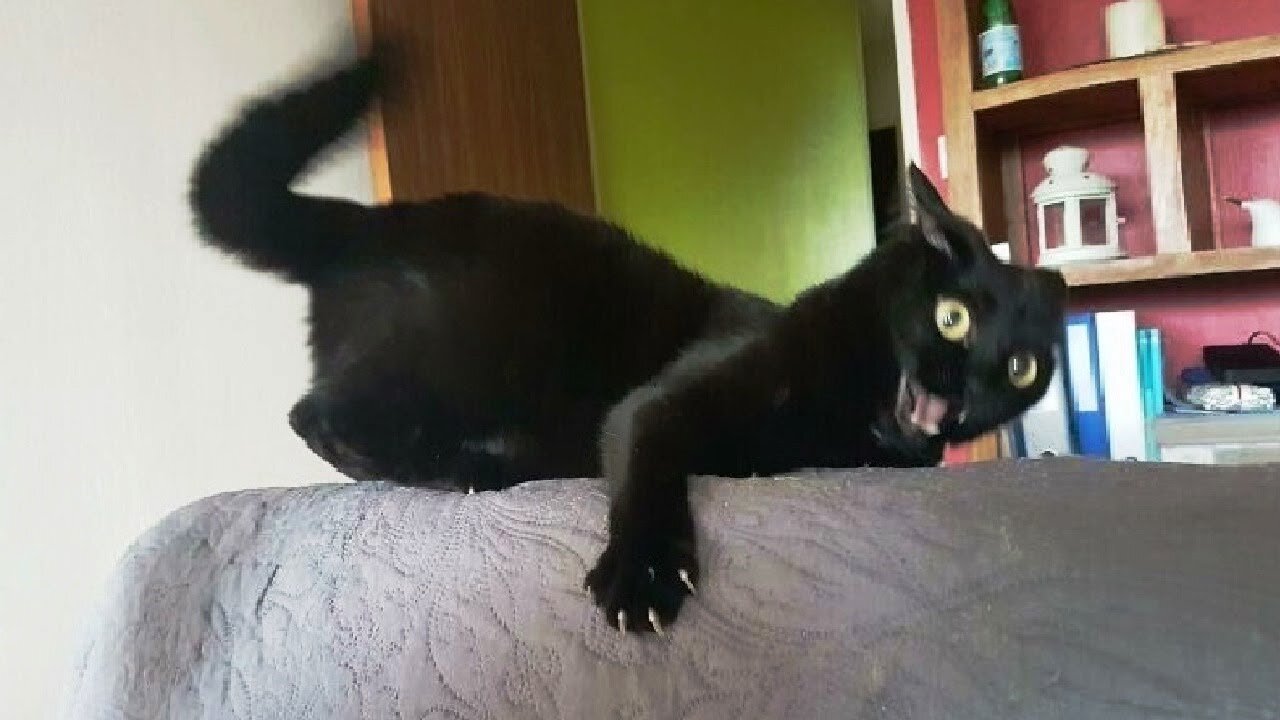 Funny animals - Funny cats dogs - Funny animal videos 1
