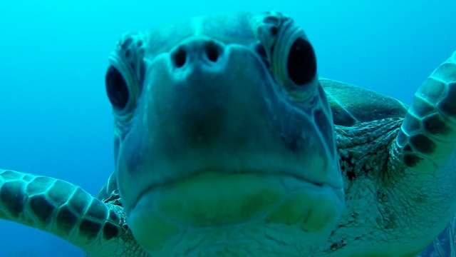 Diver captures underwater world of mystery and beauty