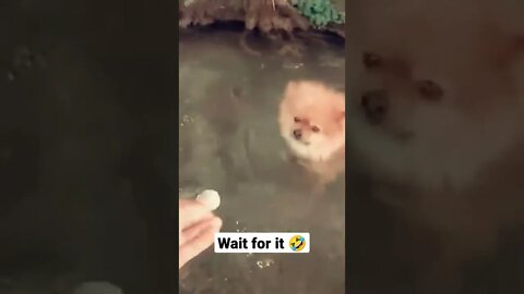 Pomeranian falls in... #shorts