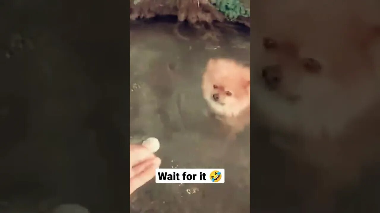 Pomeranian falls in... #shorts