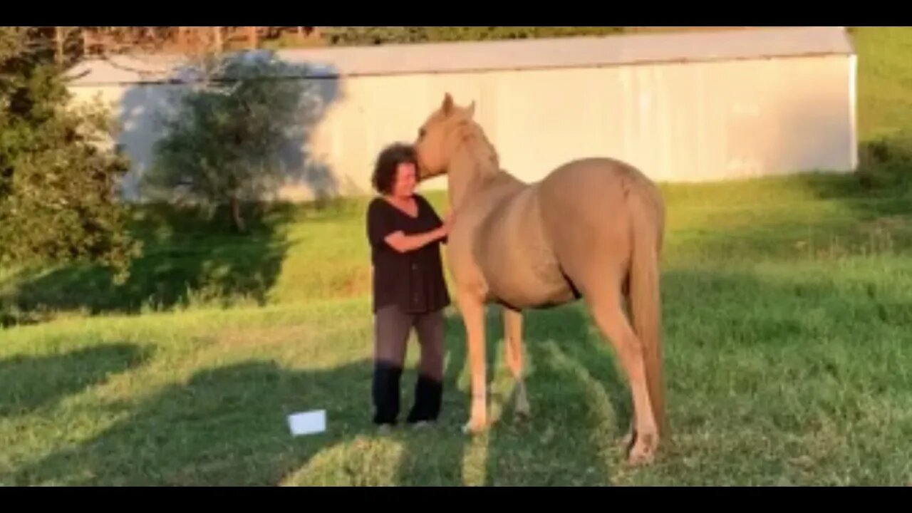 Earning a brumby's trust: Halo has learnt that human scratches are nice. She now mutually grooms me.