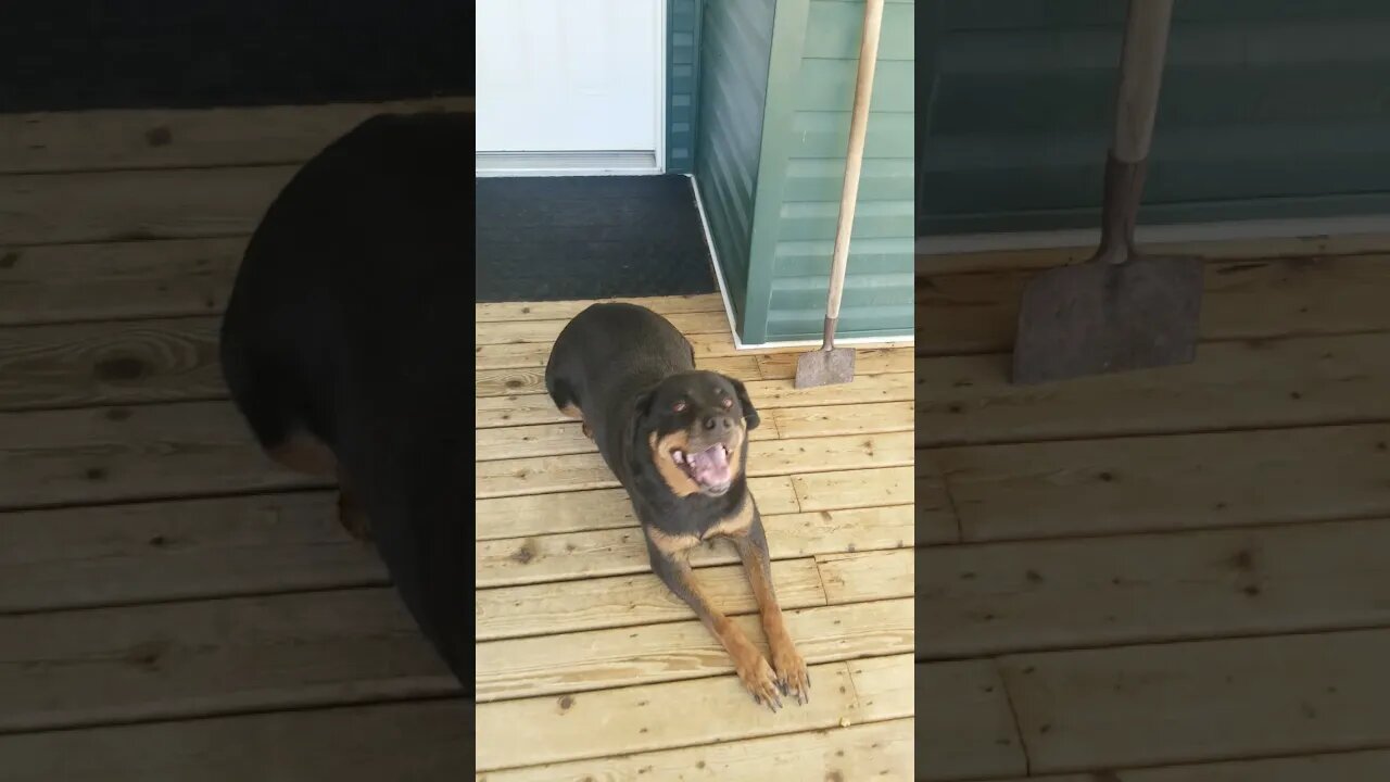 Rottweiler Training#Shorts #rottweiler😍💖💜💛