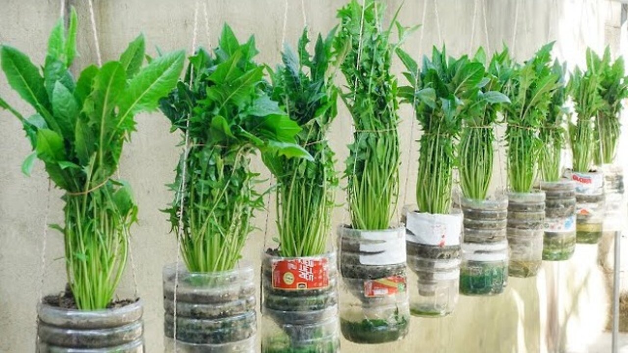 [Dandelion] Superfood from nature, very easy to grow at home, everyone should know