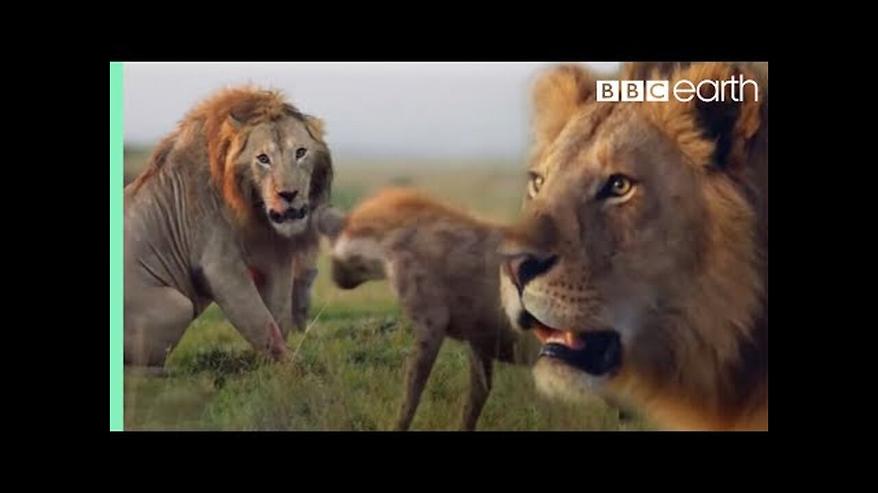 ONE HOUR of Amazing Animal Moments |