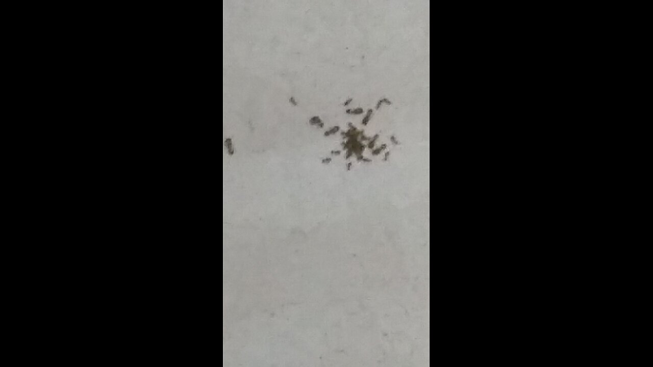 What Ants teach us