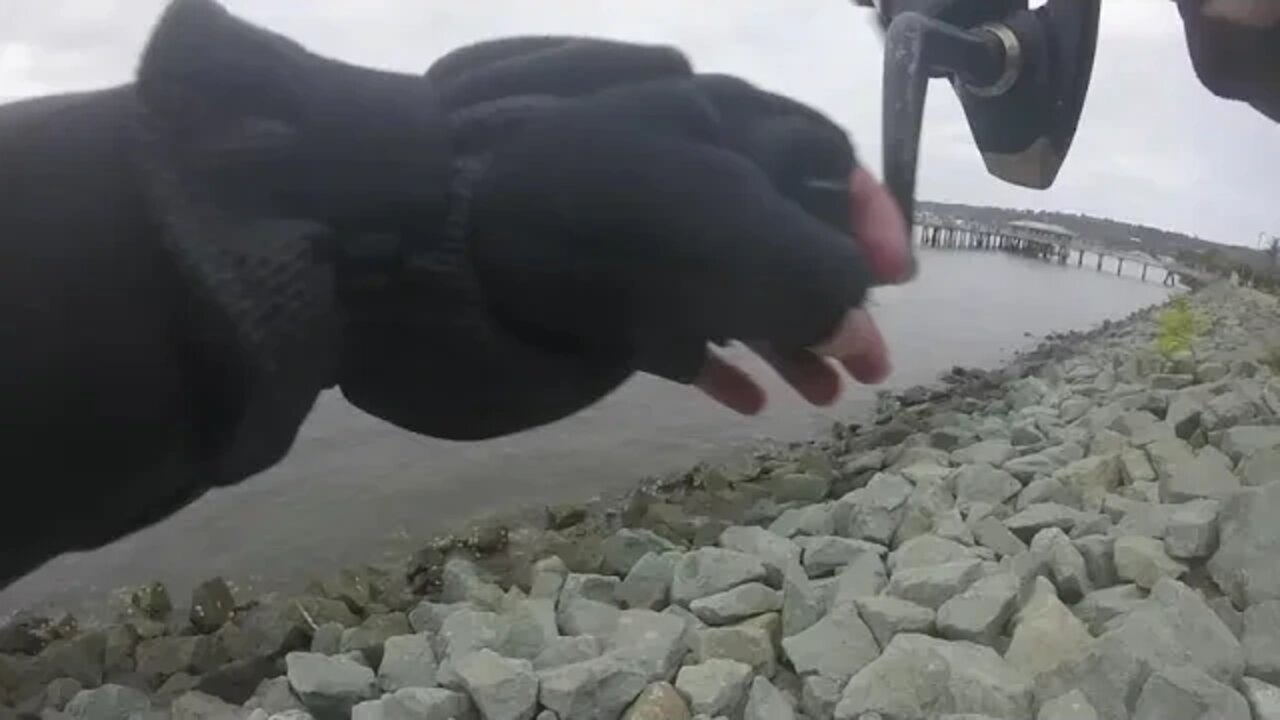 Shelter Island Drop Shot Rig Fishing Spotted Bay Bass! Quarantine fishing!