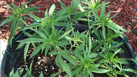 WEEK 5 CANNABIS PLANT topped & trained
