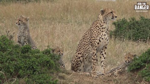 Maasai Mara Cheetah And Cubs | Amani Female | Zebra Plains