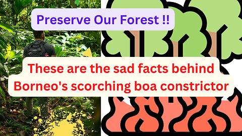 These are the sad facts behind Borneo's scorching boa constrictor
