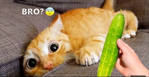 funny animal moments 🤣 | funny cat videos | funny animal videos 2023