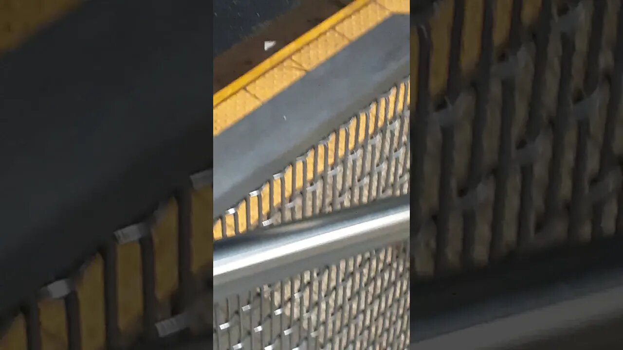 Grand Central subway rats.
