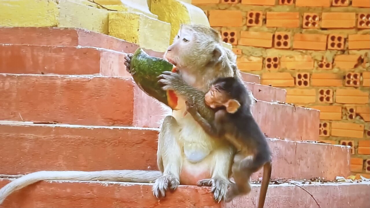 Little monkey is asking food from mom, but she's refuse to share, push him away.