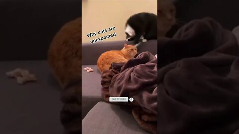 funny cat videos | cute cat videos| cute animals funny cats #shorts #shortsfunny #cutecat #funnycat