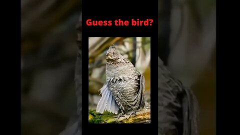 Amazing bird, guess the name ?