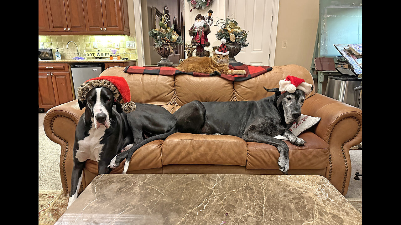 Festive Cat & Great Danes Pose For Fa la la la la Merry Christmas Photo & Greetings