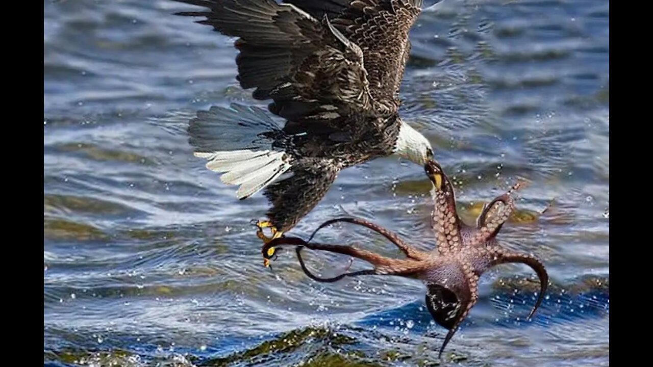 The special effects is amazing how that eagle transformed into a seagull.