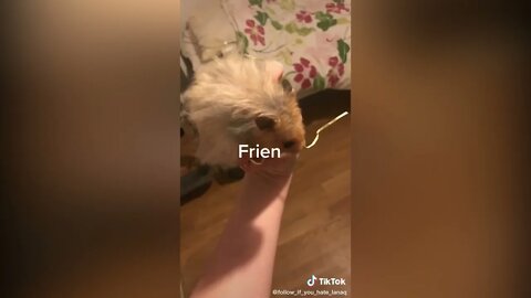 You are my friend now (FRIEN) TIKTOK trend