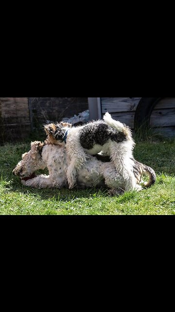 dog barking dog meeting dog fight dogs funny videos dog playing video