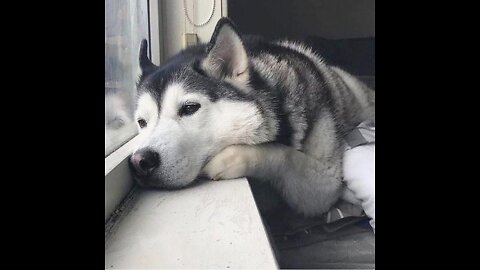Aww 🥰 husky isnt happy 😒because winter is over ☃️❄️